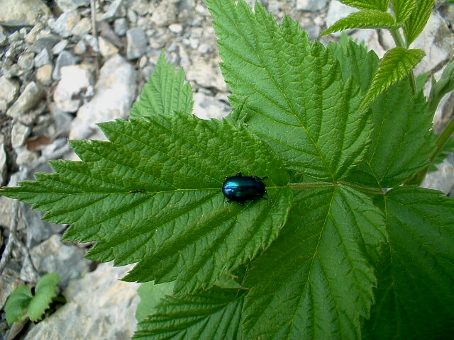 Lasiommata maera,Oreina cacaliae:insetti in Val Trompia